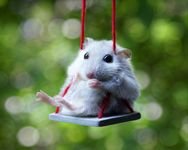 pic for Hamster Enjoying Life 